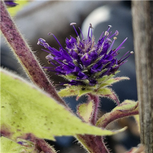 Veronicastrum Villosum Bswj4543